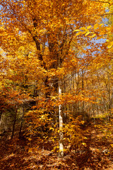 Obraz premium Birch tree with bright orange leaves at their peak