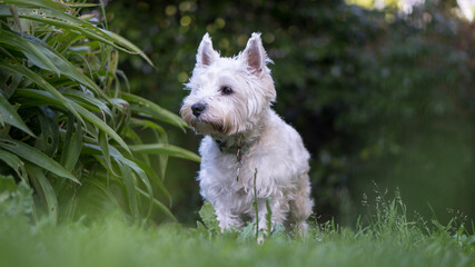 west highland white terrier