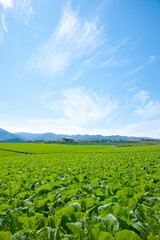 八ヶ岳とレタス畑