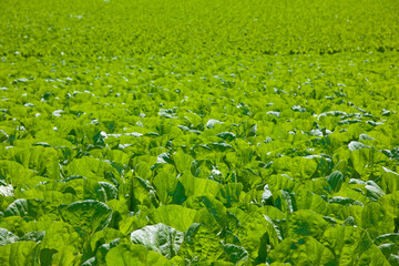 八ヶ岳とレタス畑