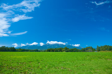 Obraz premium 草原と青空