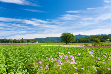 レタス畑とコスモスと樹