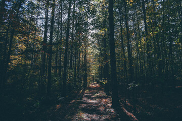 Naklejka premium morning in the forest