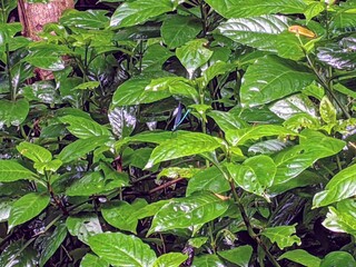 close up of leaves