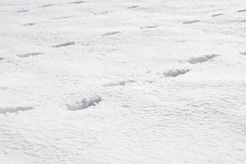 冬　雪　足跡