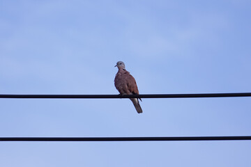 bird of prey
