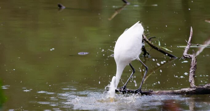Great egret dips head into water and catches a small fish.
