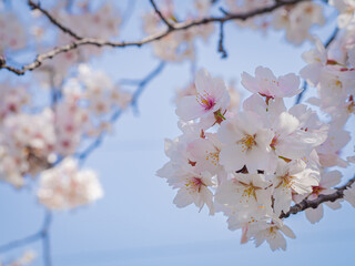 【大阪】桜ノ宮にある満開の桜