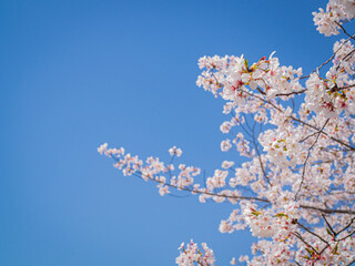 【大阪】桜ノ宮にある満開の桜