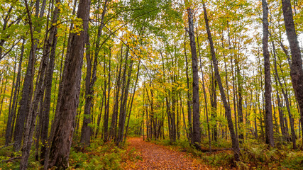 Fototapeta na wymiar Tall Maple trees along the forest trail