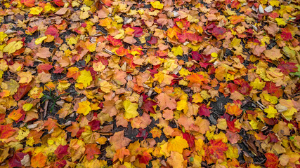 Close up shot of colorful Maple leaves on the ground in autumn time.