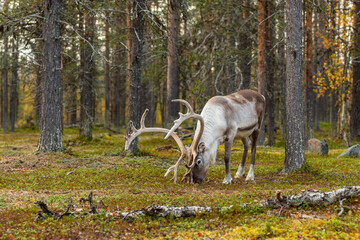 Wild reindeer grazing in pine forest in Lapland, Northern Finland.