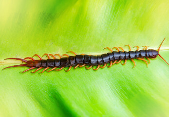 Centipede is a poisonous animal. It is on a big green leaf, light fair.