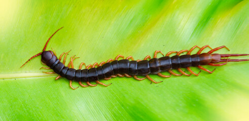 Centipede is a poisonous animal. It is on a big green leaf, light fair.