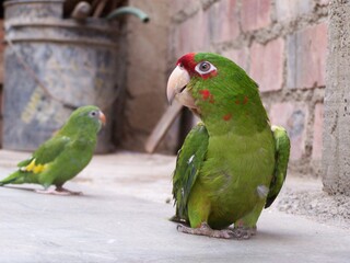 loro en el patio de la casa