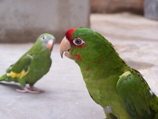 loro en el patio de la casa