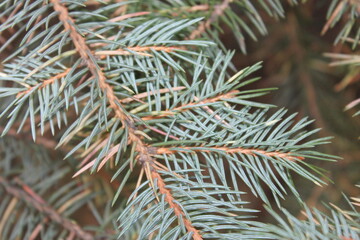 Naklejka na ściany i meble Spruce branches for the background, look like pine branches