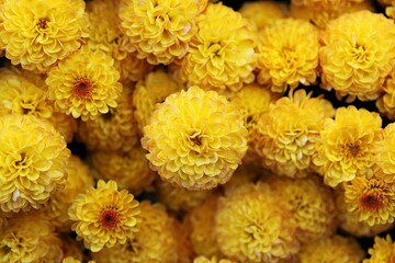 한국 인천시 부평구 부평문화의거리꽃축제에다녀왔습니다