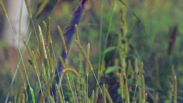 Relaxing Natural Yellow Foxtail Grass Sways Gently in Early Morning Summer Breeze, close up telephoto