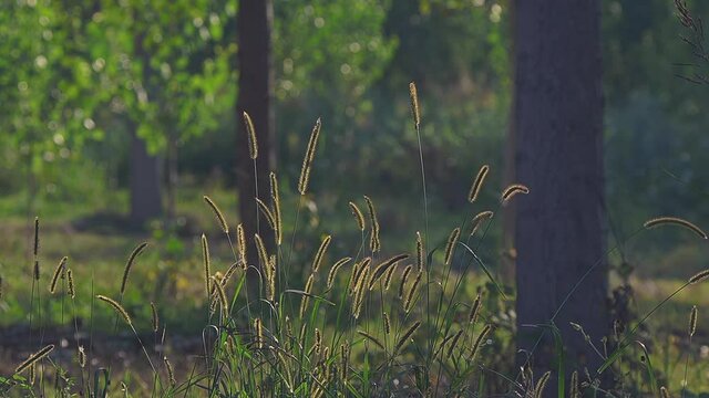 Purple Tinged Grass in Italian Meadow Gently Motions in Serene Golden Sunlight, medium static shot.