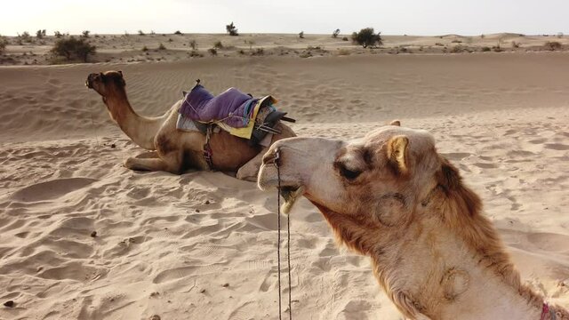 Static Shot of Two Camels Resting in Thar Desert near Jaisalmer, Rajasthan, India