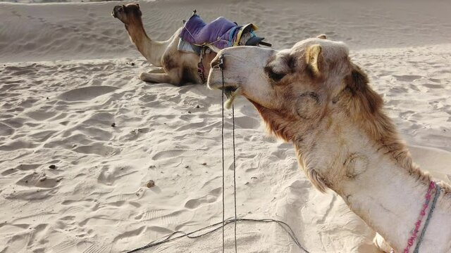 Tilt Down of Two Camels Resting in Thar Desert Outside Jaisalmer, Rajasthan, India