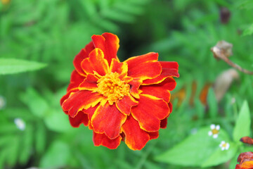 Red and yellow flowers close up with blurred background