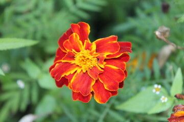 Red and yellow flowers close up with blurred background