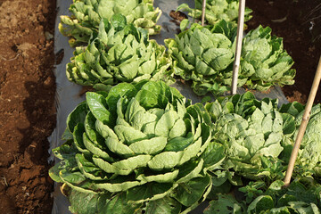 Green Cabbage in the garden, urban farming