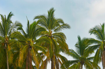 Fototapeta na wymiar palmas