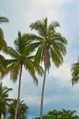 Fototapeta na wymiar palmas
