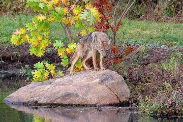 Coyote standing on a Boulder near Water in Autumn