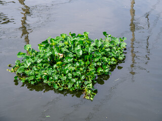 Obraz na płótnie Canvas Water hyacinth in the river, Eichhornia crassipes