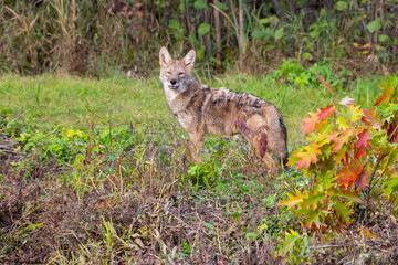 Coyote in the Woods with Autumn Colors