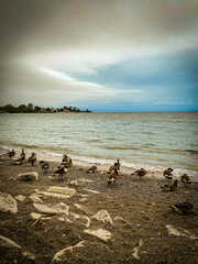 ducks on the beach