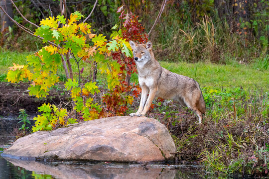 Coyote standing on a Boulder near Water in Autumn