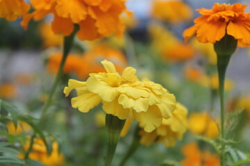 Yellow flowers close up with blurred background