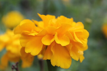 Yellow flowers close up with blurred background