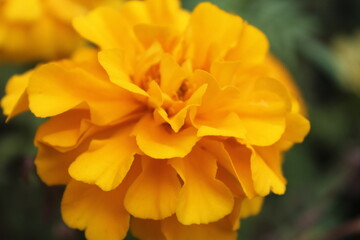 Yellow flowers close up with blurred background