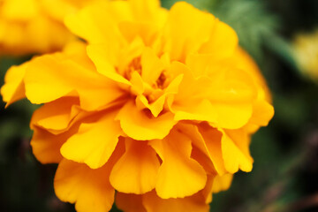 Yellow flowers close up with blurred background