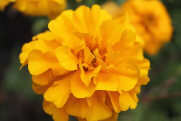 Yellow flowers close up with blurred background