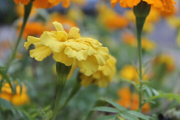 Yellow flowers close up with blurred background