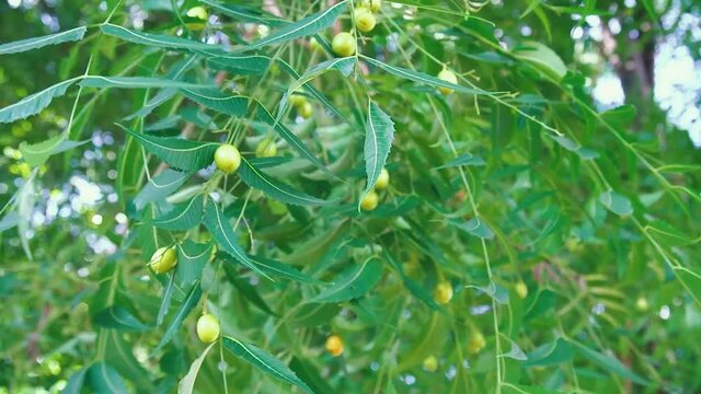 Neem tree - natural medicine leaf and fresh neem seed.