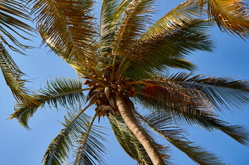 palmas chacala nayarit