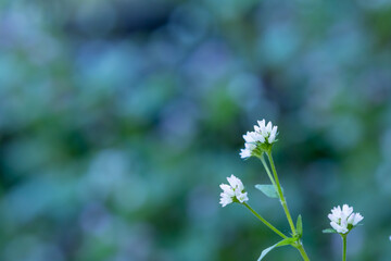 小さな白い花