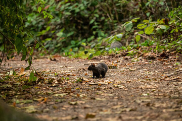 Naklejka na ściany i meble tiny young grey squirrel sitting in the middle of fall leaves filled trail with green bushes on both sides