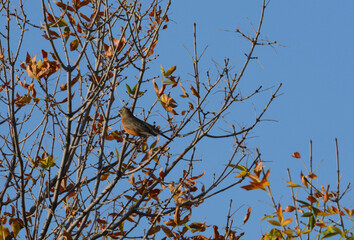 American robin bird camouflaged by autumn leaves while perched on tree branch