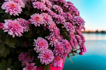 flowers in the garden