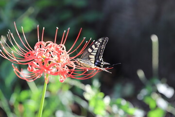 秋のヒガンバナの蜜を吸うアゲハチョウ
