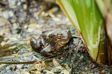Eine Erdkröte, Bufo Bufo sitzt versteckt zwischen Wasserlilien an einem Teich.